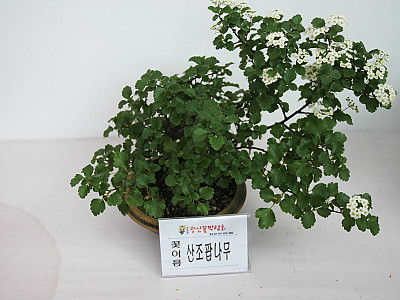산조팝나무 사진 - Spiraea blumei G.Don Photos