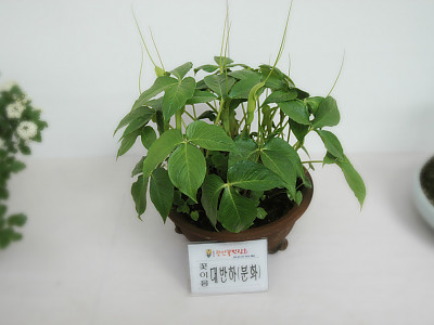 대반하 사진 - Pinellia tripartita (Blume) Schott Photos