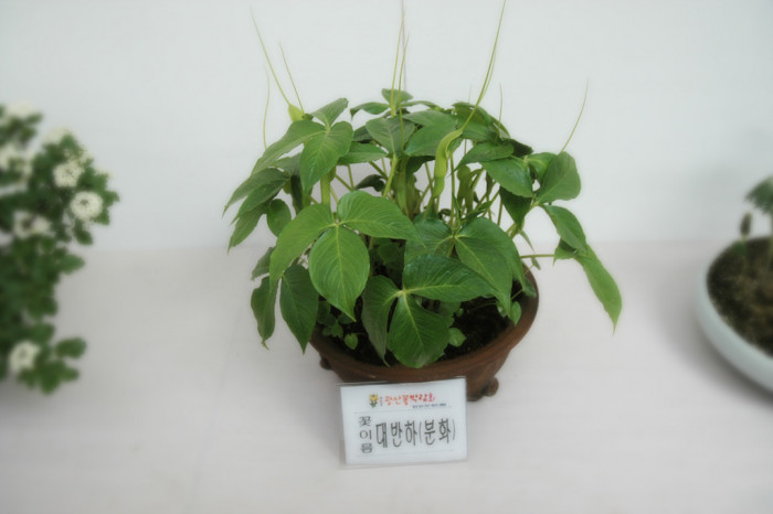 대반하 - Pinellia tripartita (Blume) Schott