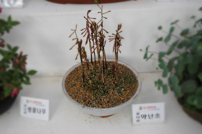 약난초 - Cremastra variabilis (Blume) Nakai ex Shibata
