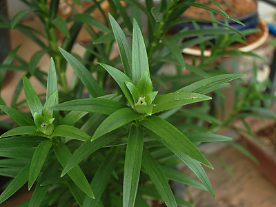 참나리 사진 - Lilium tigrinum Photos