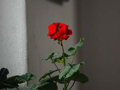 제라늄 사진 - Pelargonium inquinans Photos