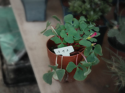 사랑초 사진 - Oxalis triangularis Photos