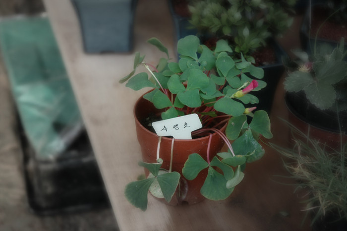 사랑초 - mts drr, Oxalis triangularis