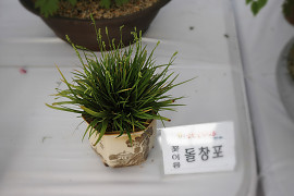 돌창포 - Tofieldia nuda