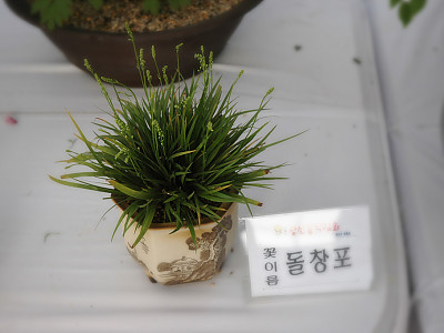 돌창포