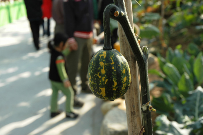 호박 - squash, Cucurbita moschata Duchesne