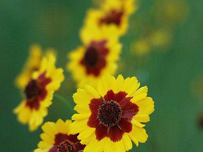 기생초 사진 - Coreopsis tinctoria Photos