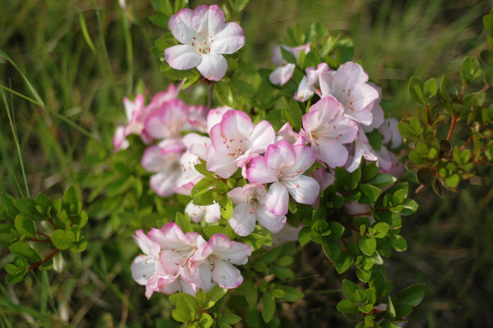 철쭉 - Deciduous Azalea, Rhododendron schlippenbachii Maxim.