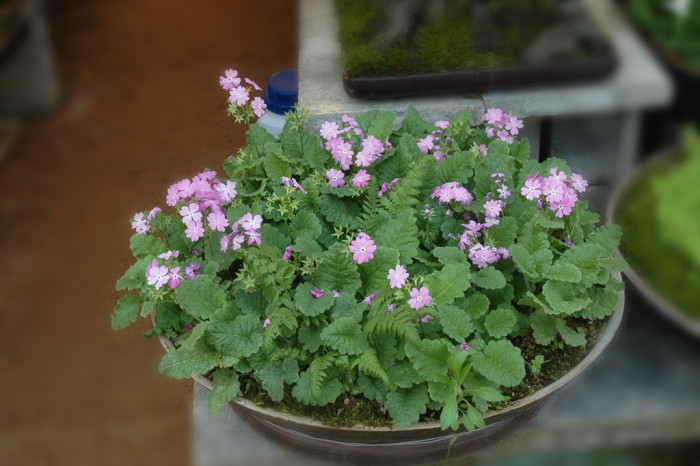 앵초 -  East Asian primrose, Primula sieboldii E.Morren