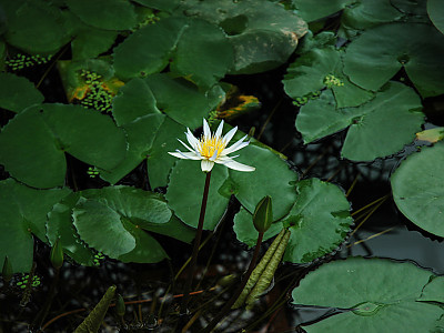 수련 사진 - Nymphaea tetragona var. angusta Photos
