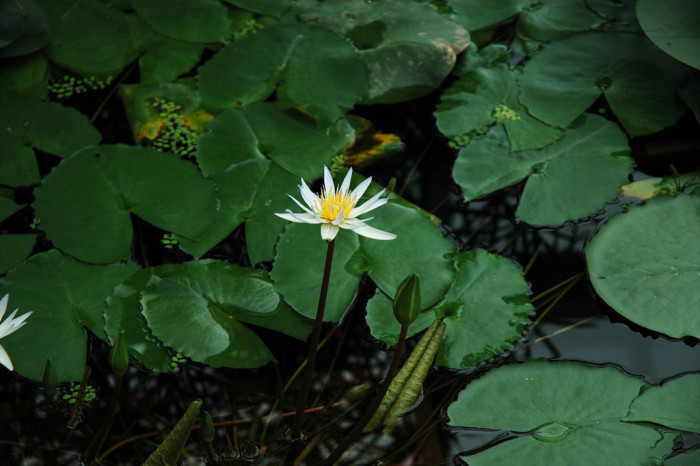 수련 - Nymphaea tetragona var. angusta