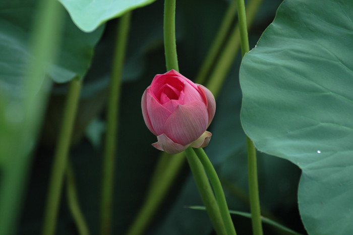 연꽃 - Nelumbo nucifera
