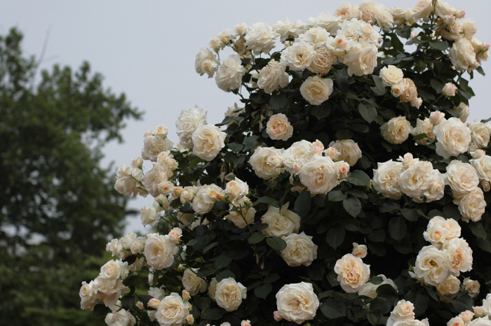 장미 - Rose, Rosa hybrida