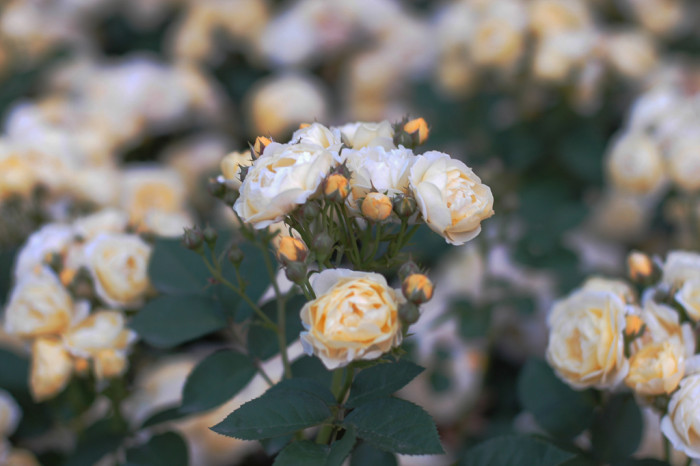 장미 - Rose, Rosa hybrida