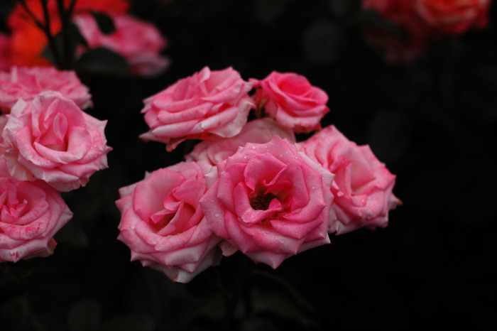 장미 - Rose, Rosa hybrida