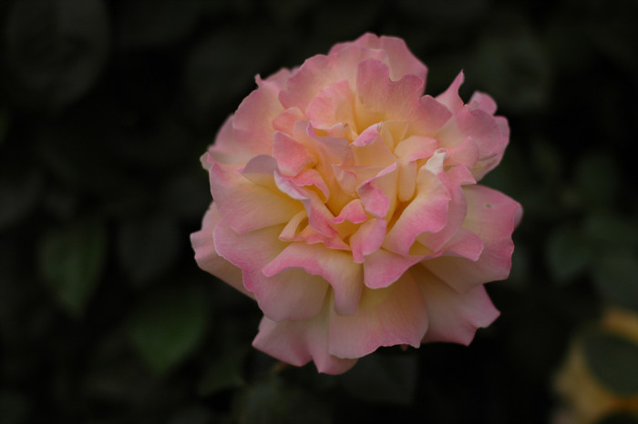 장미 - Rose, Rosa hybrida