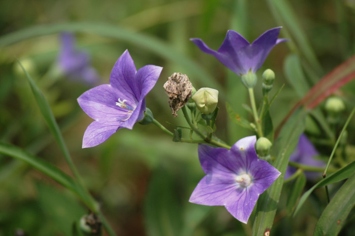 도라지 - ㅇㄹㅇㄹ, Platycodon grandiflorum