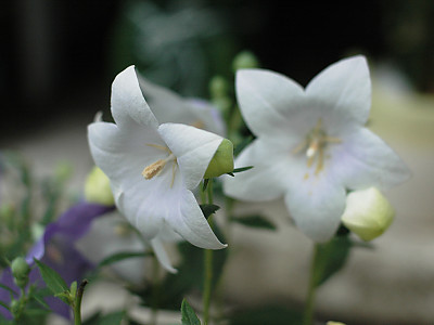 백도라지 사진 - Platycodon grandiflorum for. albiflorum (Honda) H.Hara Photos