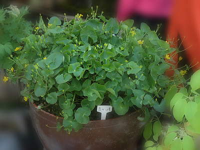 동의나물 사진 - Caltha palustris var Photos