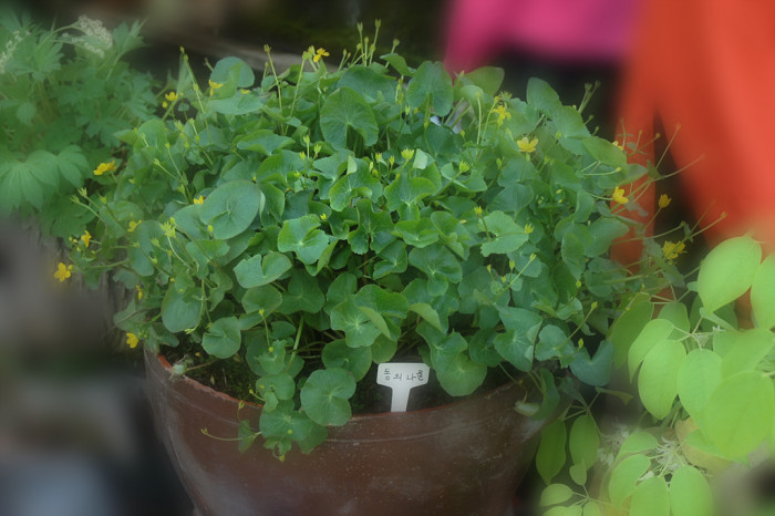 동의나물 - Caltha palustris var