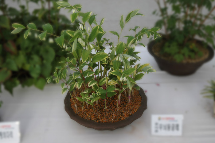 무늬둥글레 - 무늬둥글레, Polygonatum odoratum