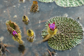 가시연꽃 - Euryale ferox Salisb.