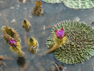 가시연꽃 사진 - Euryale ferox Salisb. Photos