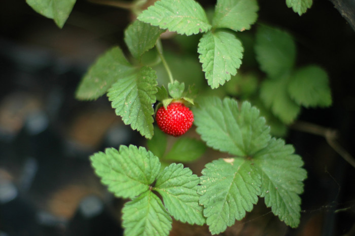 뱀딸기 - Duchesnea chrysantha