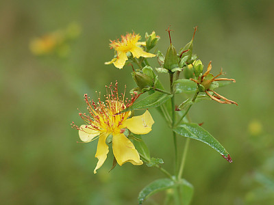 물레나물 사진 - Hypericum ascyron Photos