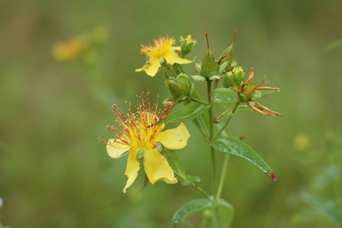 물레나물 - Hypericum ascyron