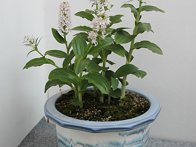 주름제비란 사진 - Gymnadenia camtschatica (Cham.) Miyabe & Kudo Photos