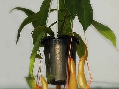 네펜데스 사진 - Nepenthes Photos