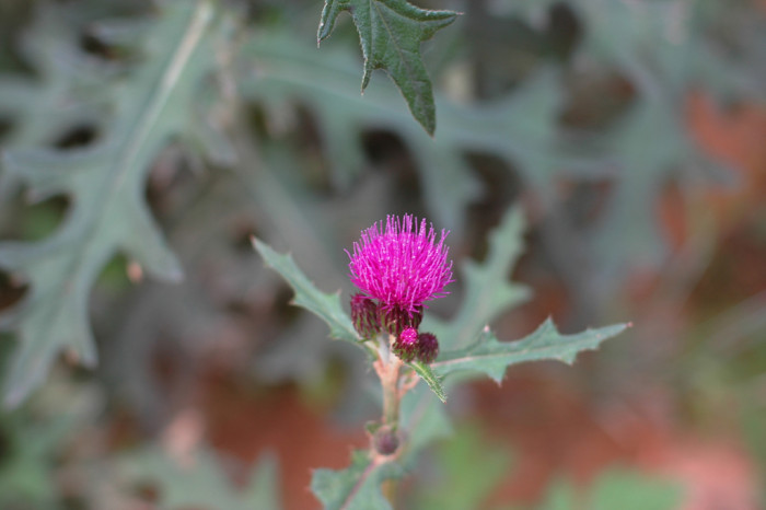 엉겅퀴 - Cirsium japonicum var. ussuriense