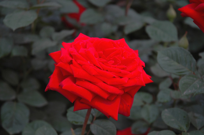장미 - Rose, Rosa hybrida