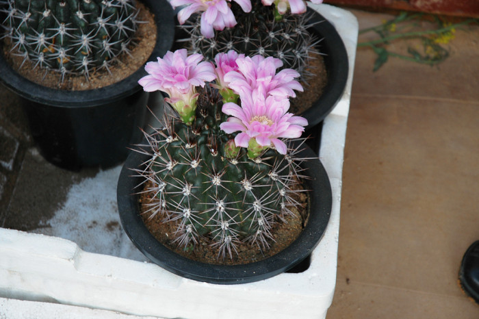 선인장 - Opuntia ficus-indica Mill.