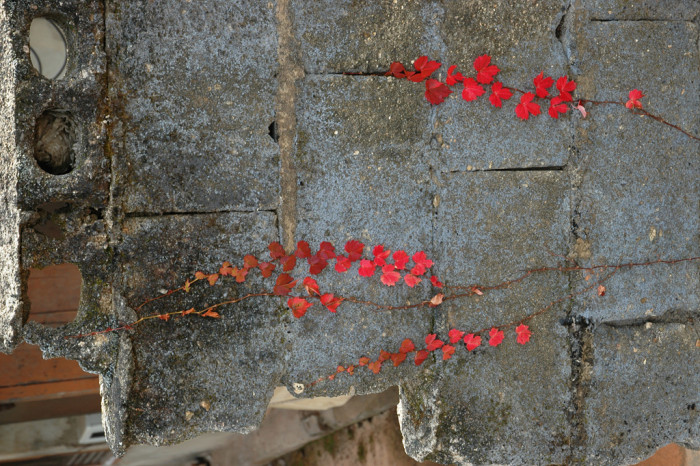 담쟁이덩굴 - Parthenocissus tricuspidata