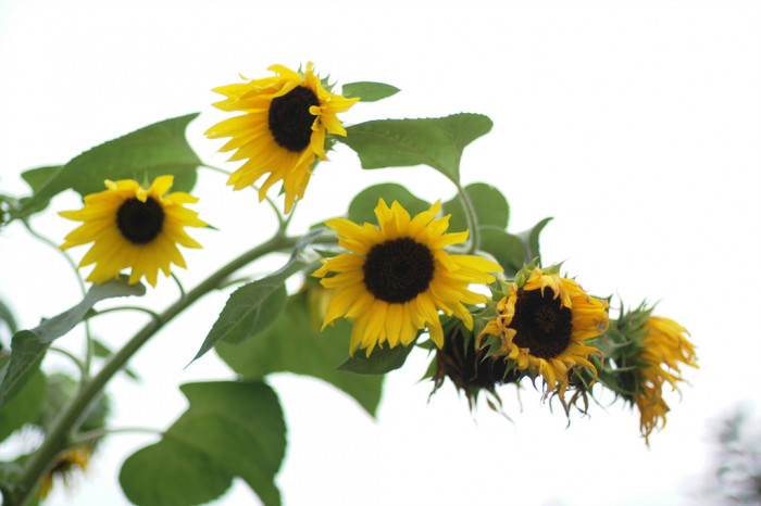 해바라기 - Sunflower, Helianthus annuus