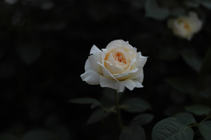 장미 - Rose, Rosa hybrida