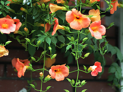능소화 사진 - Campsis grandifolia (Thunb.) K.Schum. Photos