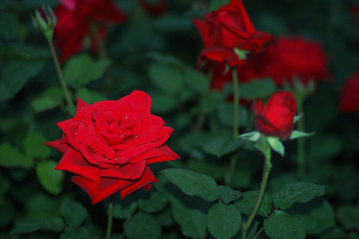 장미 - Rose, Rosa hybrida