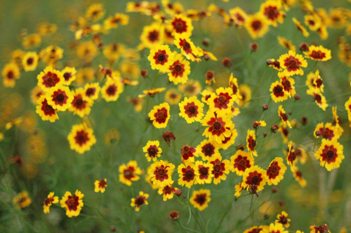 기생초 - ㅇ, Coreopsis tinctoria