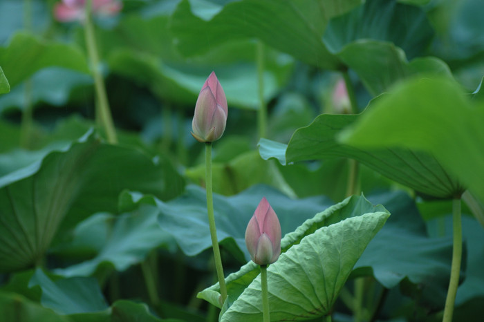 연꽃 - Nelumbo nucifera