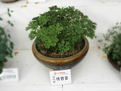 바람꽃 사진 - Anemone narcissiflora Photos