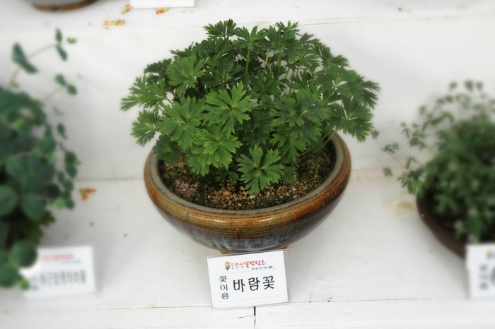 바람꽃 - Anemone narcissiflora