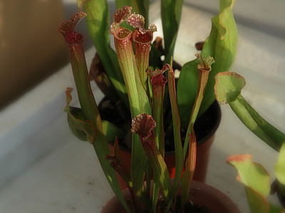 사라세니아 사진 - Sarracenia Photos