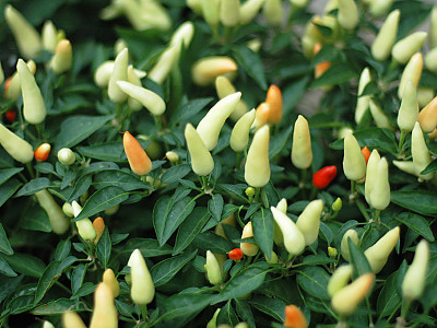 꽃고추 사진 - Capsicum annuum L.  Photos