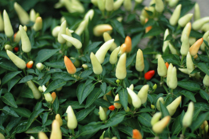 꽃고추 - Solanum cherry, Capsicum annuum L. 