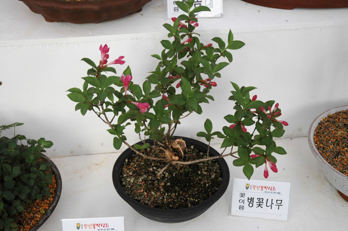 병꽃나무 - Weigela subsessilis