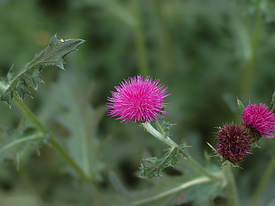 엉겅퀴 사진 - Cirsium japonicum var. ussuriense Photos